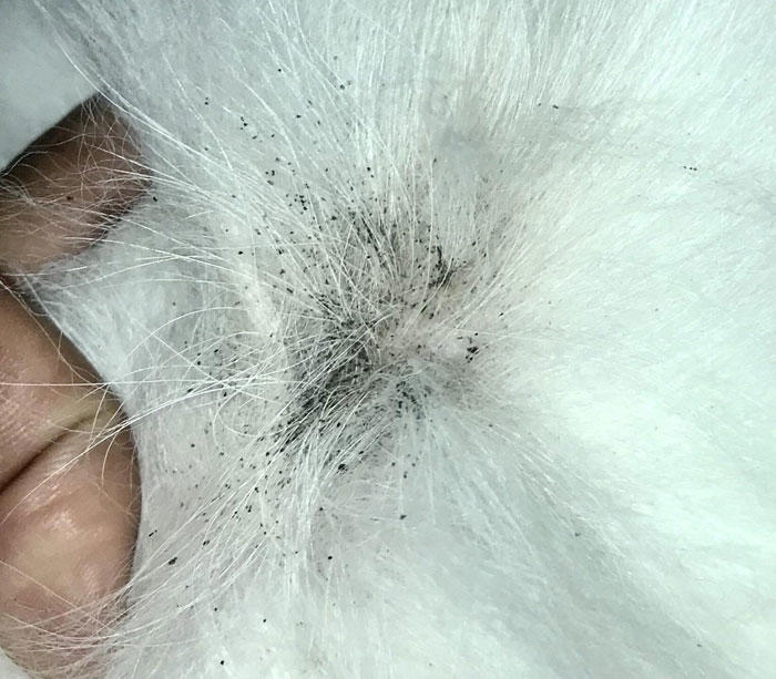 Dealing With Flea Dirt on Dogs: Identification and Removal Guide