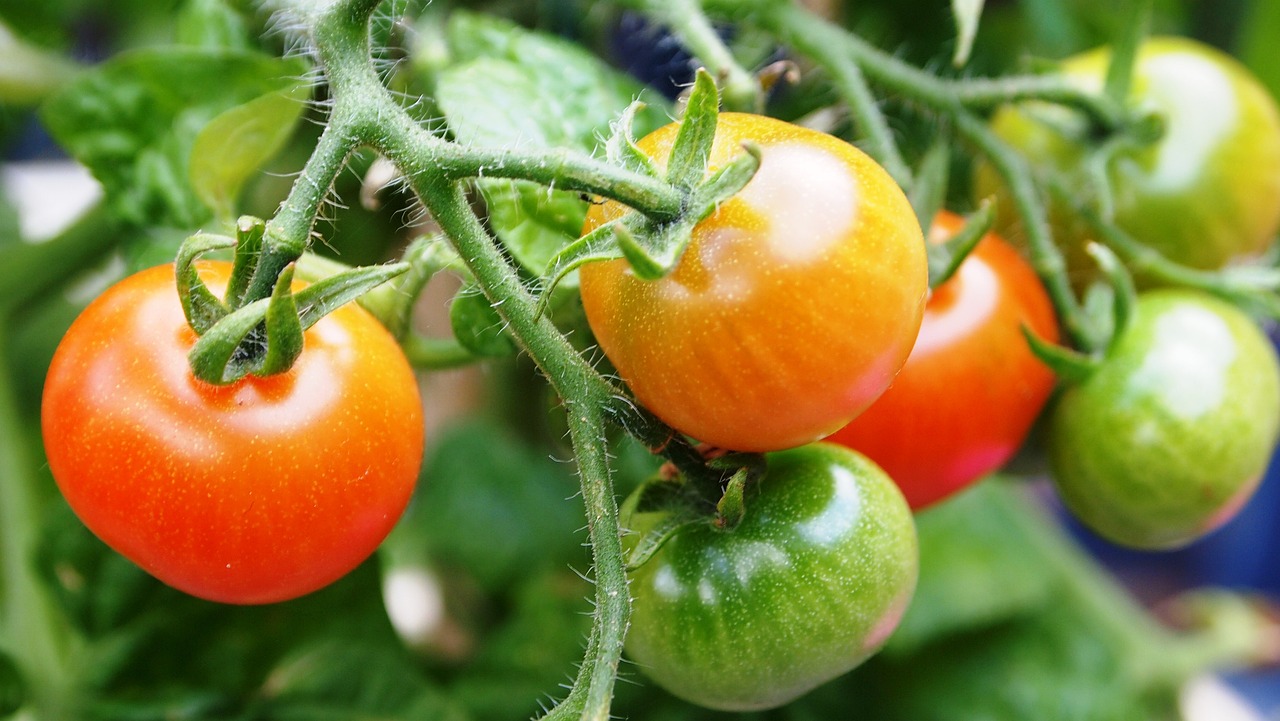 pěstování rajčat: tajemství čerstvých semen a kdy je vhodný čas pro výsev