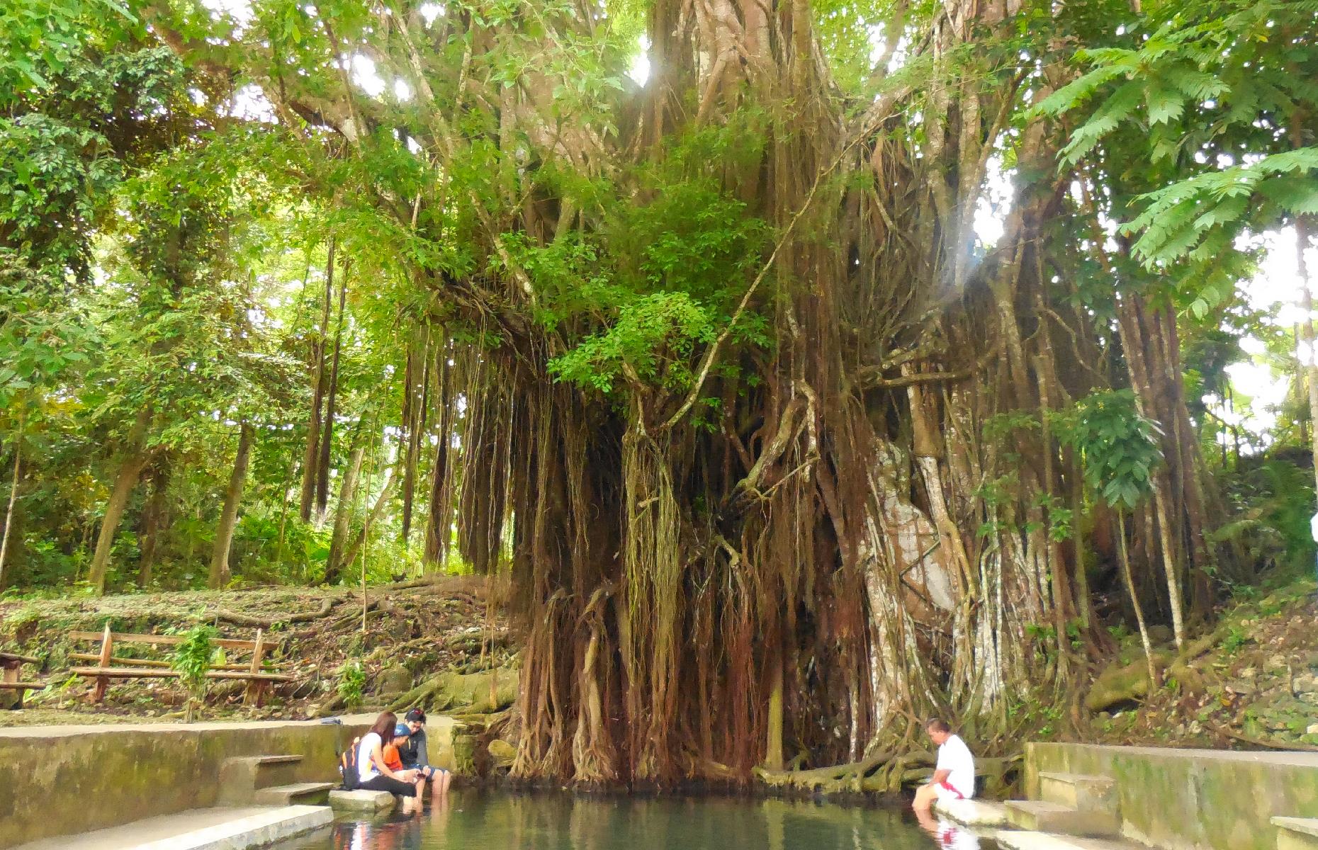 <p>A quite remarkable sight, this 400-year-old balete tree in the Philippines' Siquijor province is believed to be enchanted. The true nature of the tree's magic remains a mystery, but locals tell tales of the mythical creatures which reside here and the sorcery that's performed. Legends aside, tourists and locals come to dip their toes in the natural springs at its base, which are home to schools of feet-nibbling fish. </p>