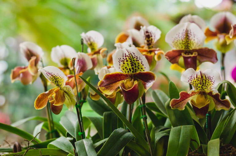 Best Soil Mix For Orchid Plants To Thrive