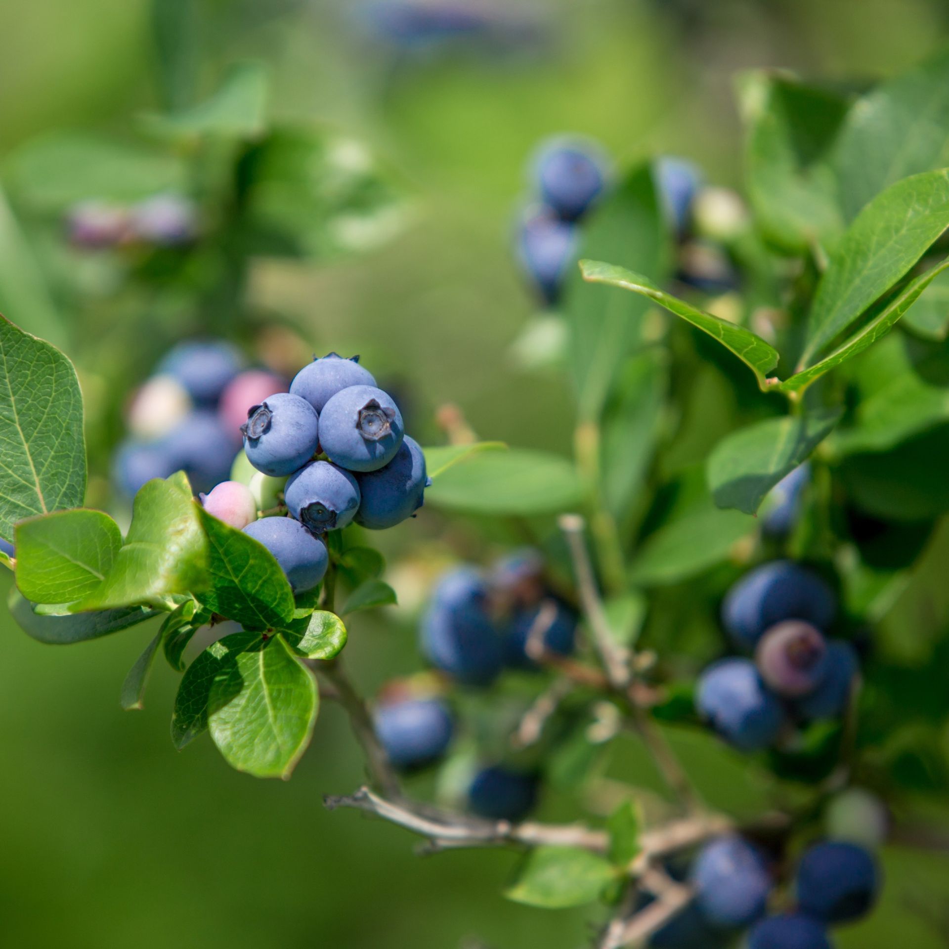 How To Prune Blueberries – And Boost How Much Fruit The Bush Can Grow