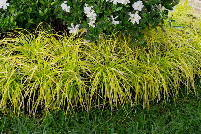 15 Best Foundation Plants For The Front Of Your House