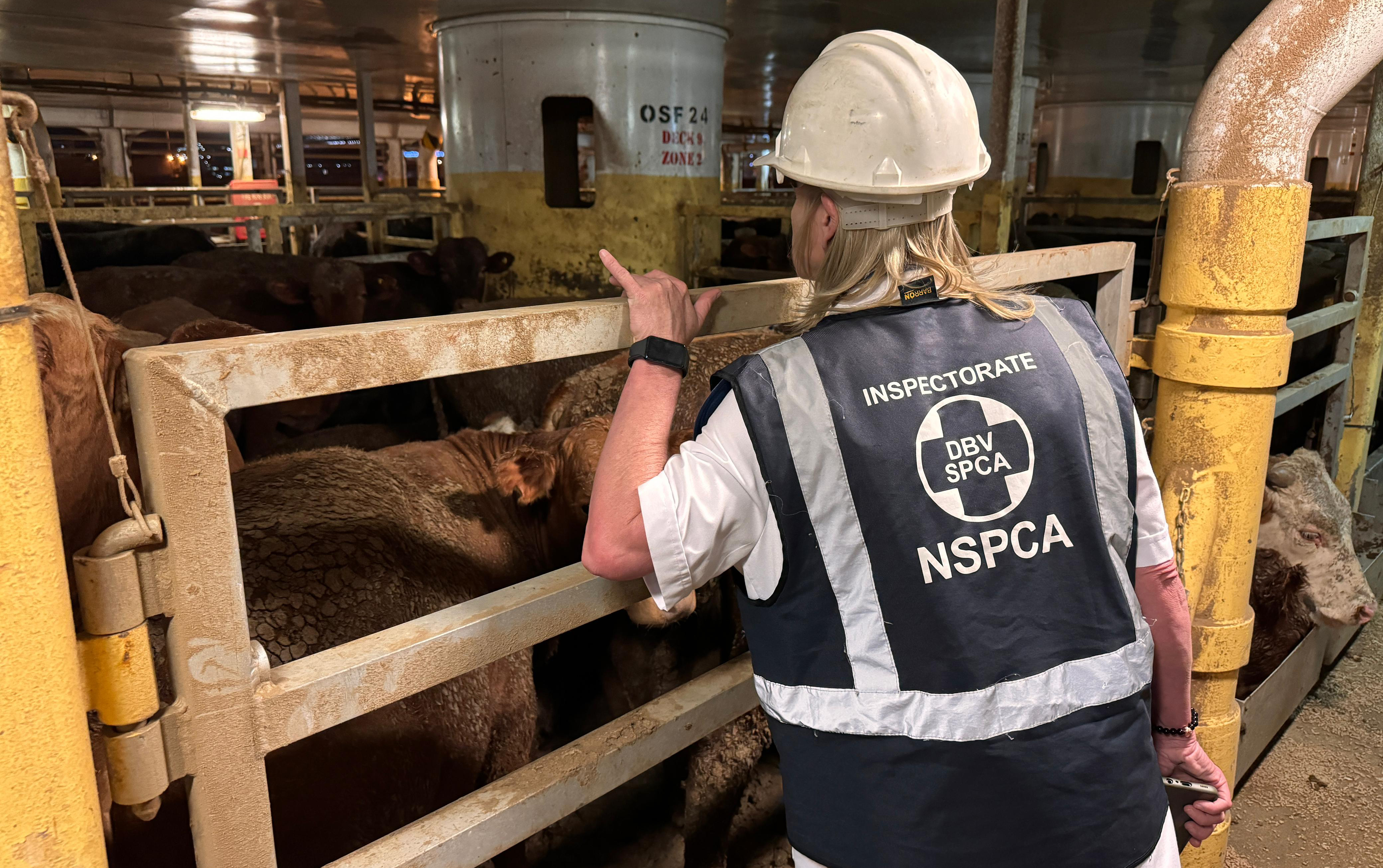 livestock carrier docked in cape town causes big stink and animal welfare beef