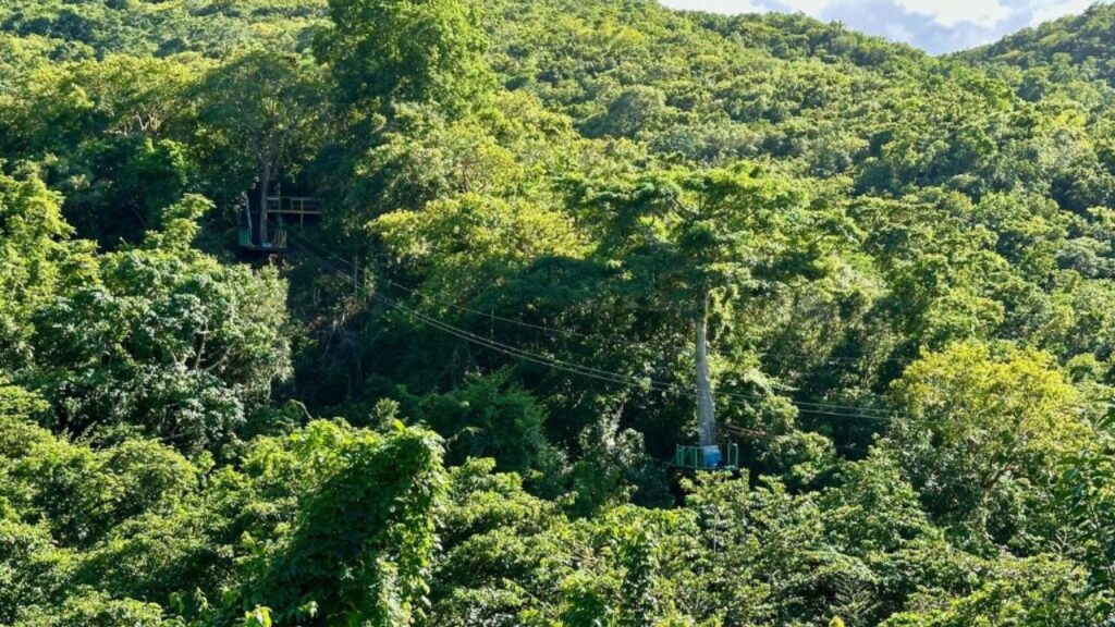 <p>If you enjoy heights and adrenaline, this activity is for you! The zipline is halfway along Fig Tree Drive, which is worth driving as it is the most beautiful road in Antigua.</p><p>Antigua Rainforest Zipline is a small group tour, so you’ll zip through the rainforest together. There are various packages to choose from depending on the number of zip lines you try. At the end of the tour, there is a high-wire assault course that you can also do.</p><p>At various points along the course, their professional photographers can catch you mid-flight, making a wonderful souvenir to take home!</p><p>If you’ve not done a zip line before, this is an excellent opportunity to try one, as the lines are medium length and height for beginners. You’ll have great adrenaline, and it shouldn’t be too intimidating.</p>
