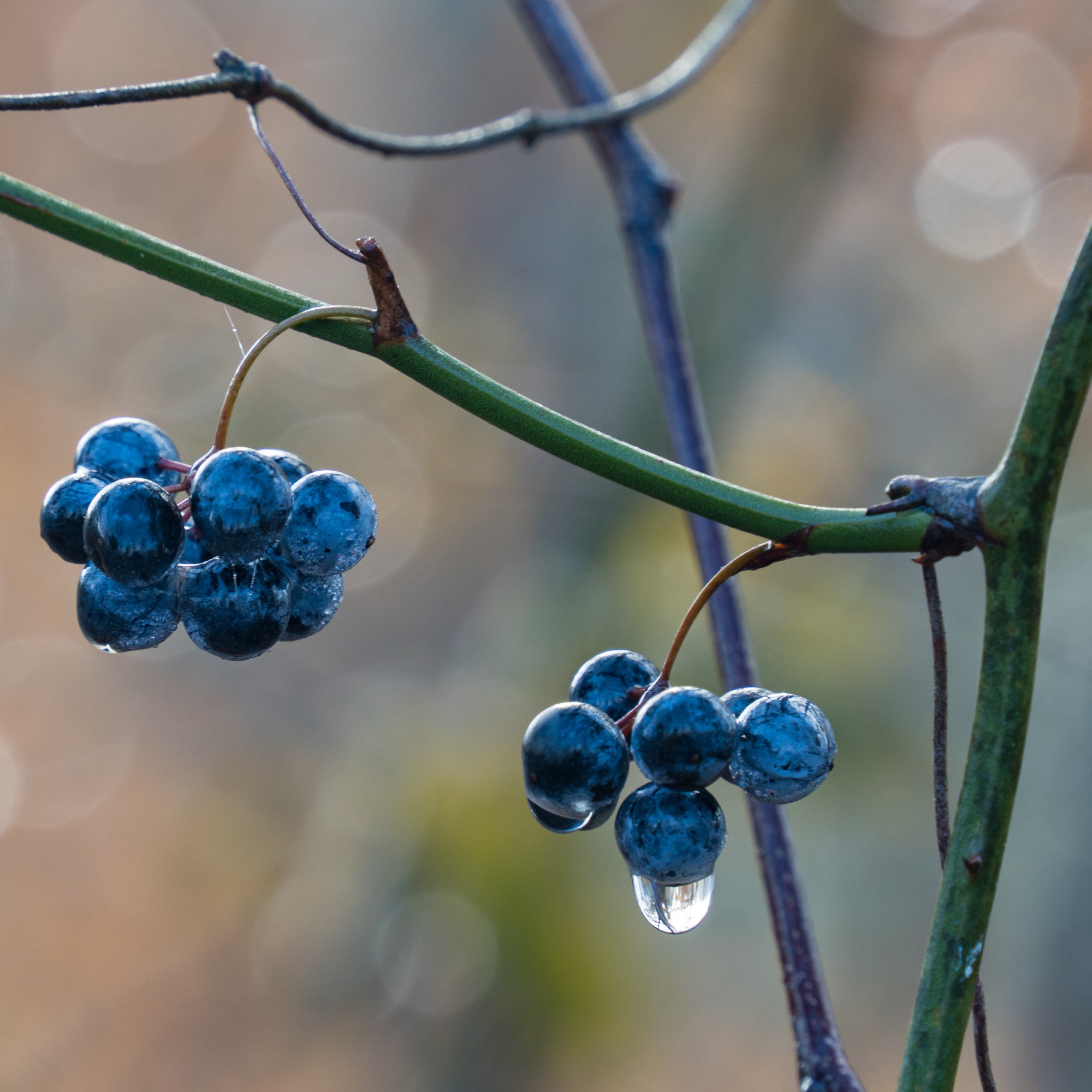 How To Prune Blueberries – And Boost How Much Fruit The Bush Can Grow