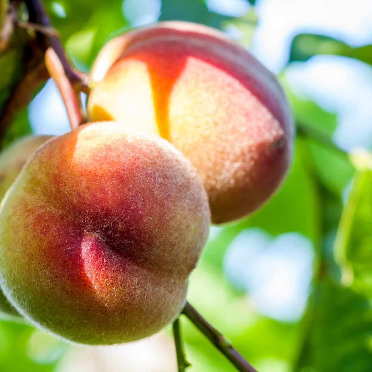 Best Tips for Starting / Growing an Organic Fruit Orchard