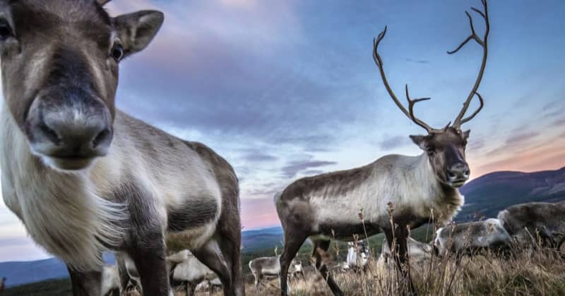 Zombie Deer Disease In 31 States Could Spread To Humans Scientists Warn   BB1ixKd1.img