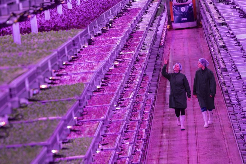 ocado-backed jones food company opens world's 'most advanced' vertical farm in gloucestershire