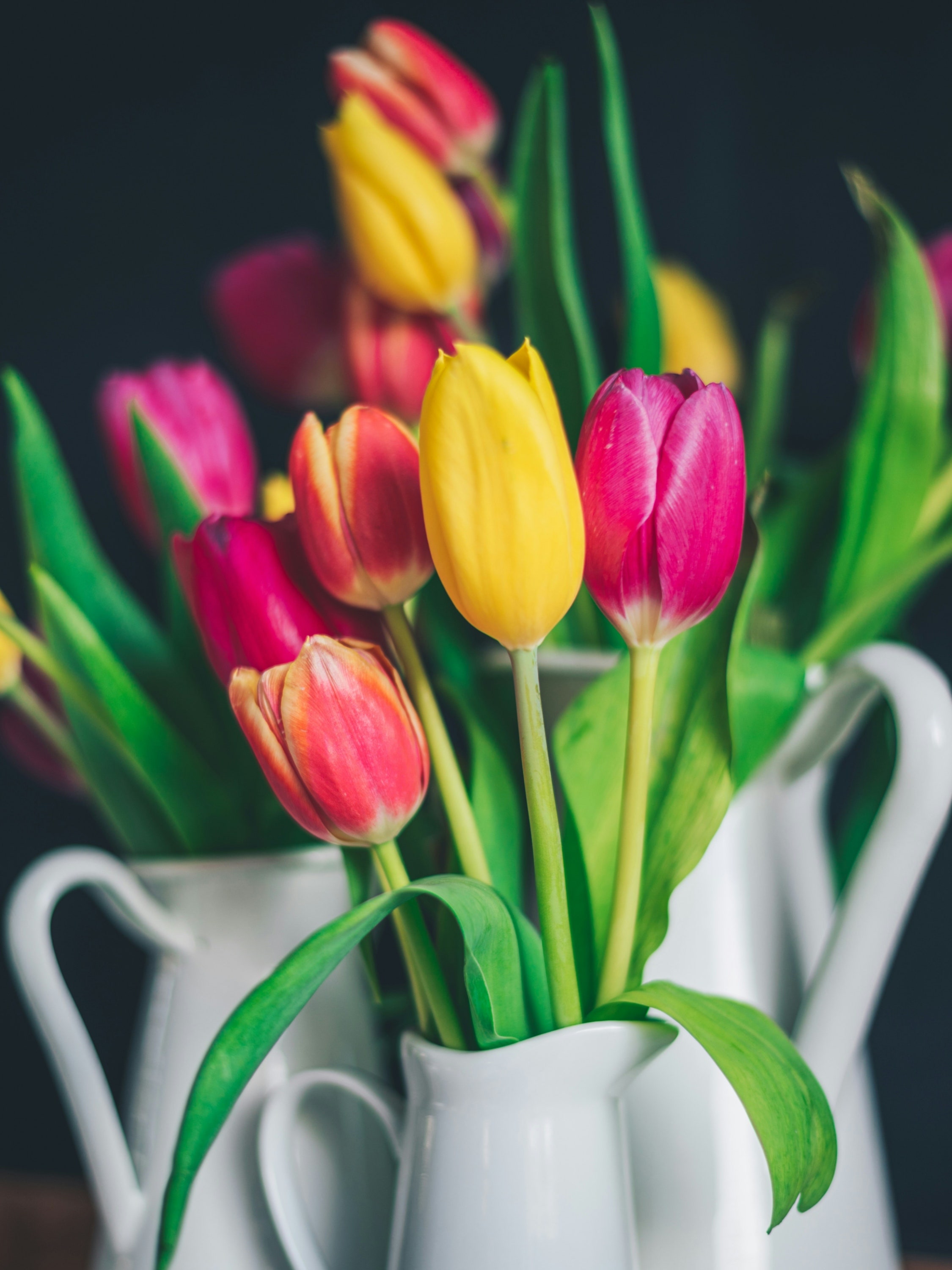 cómo plantar tulipanes en tu propio jardín