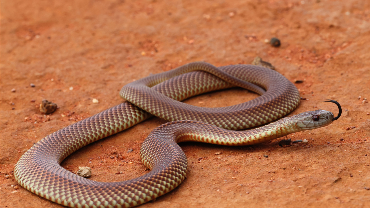 31 Most Venomous Animals on Earth