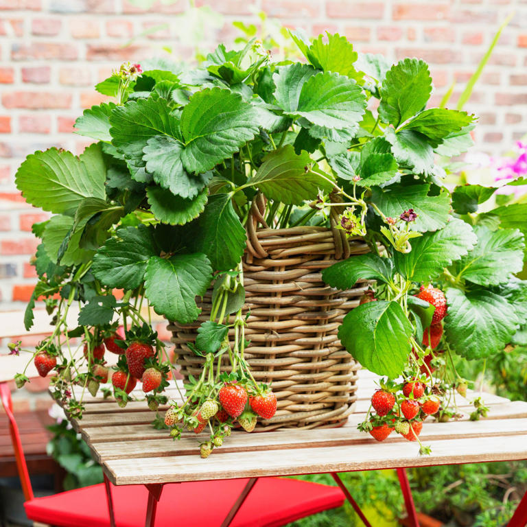 The Hanging Basket Gyo Trend Is The New 'it' Way To Grow Veg In A Small 