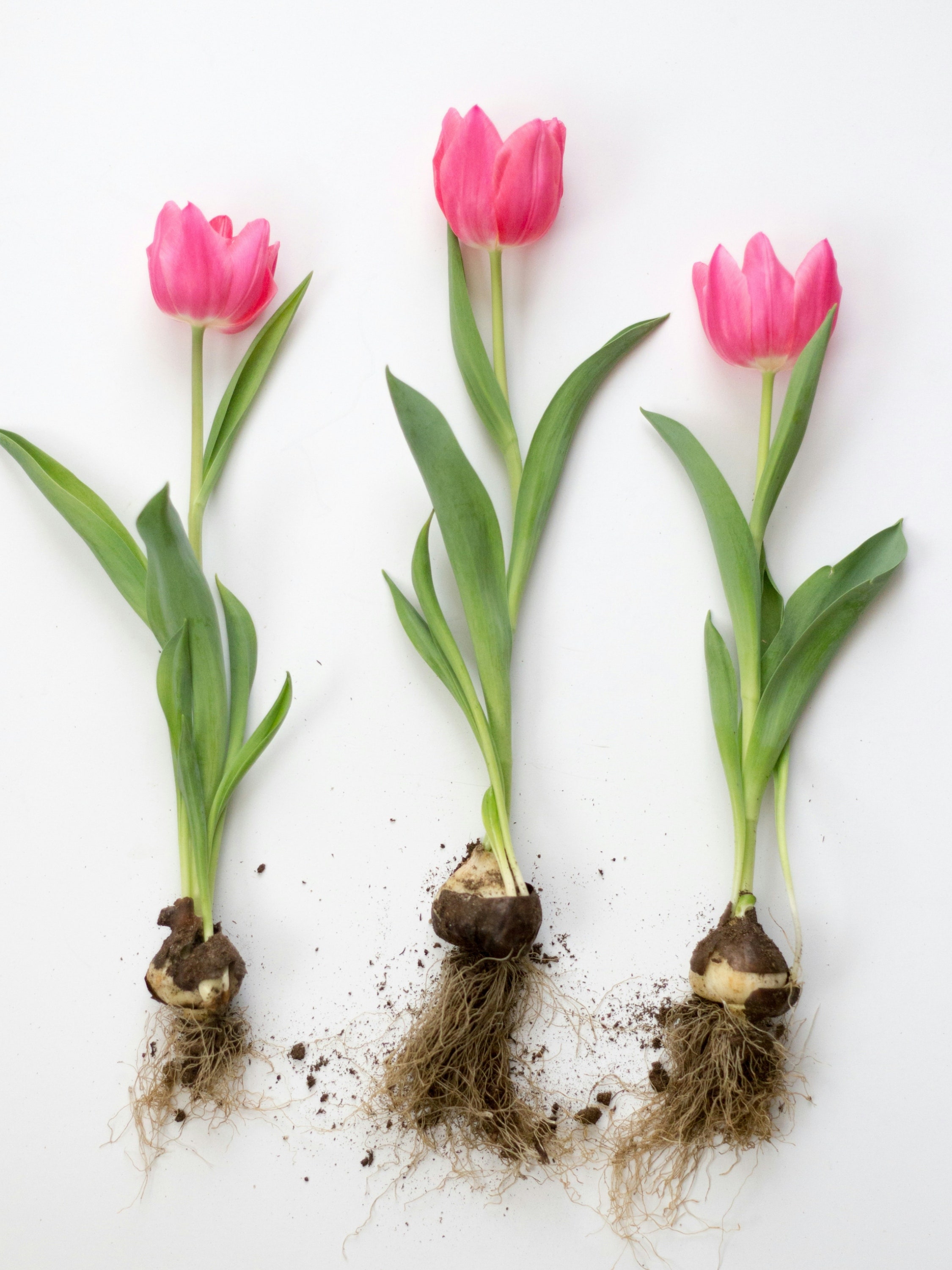 cómo plantar tulipanes en tu propio jardín