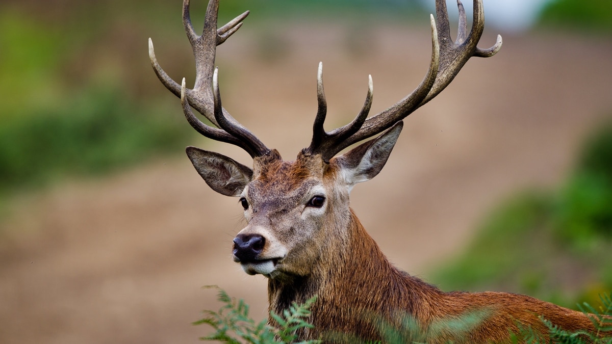 zombie deer disease hits america: here's why it's a concern for humans