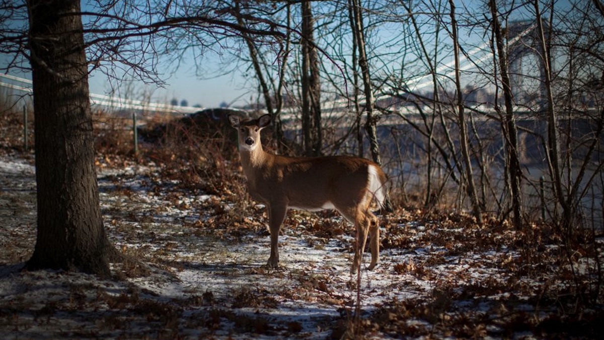 zombie deer disease hits america: here's why it's a concern for humans
