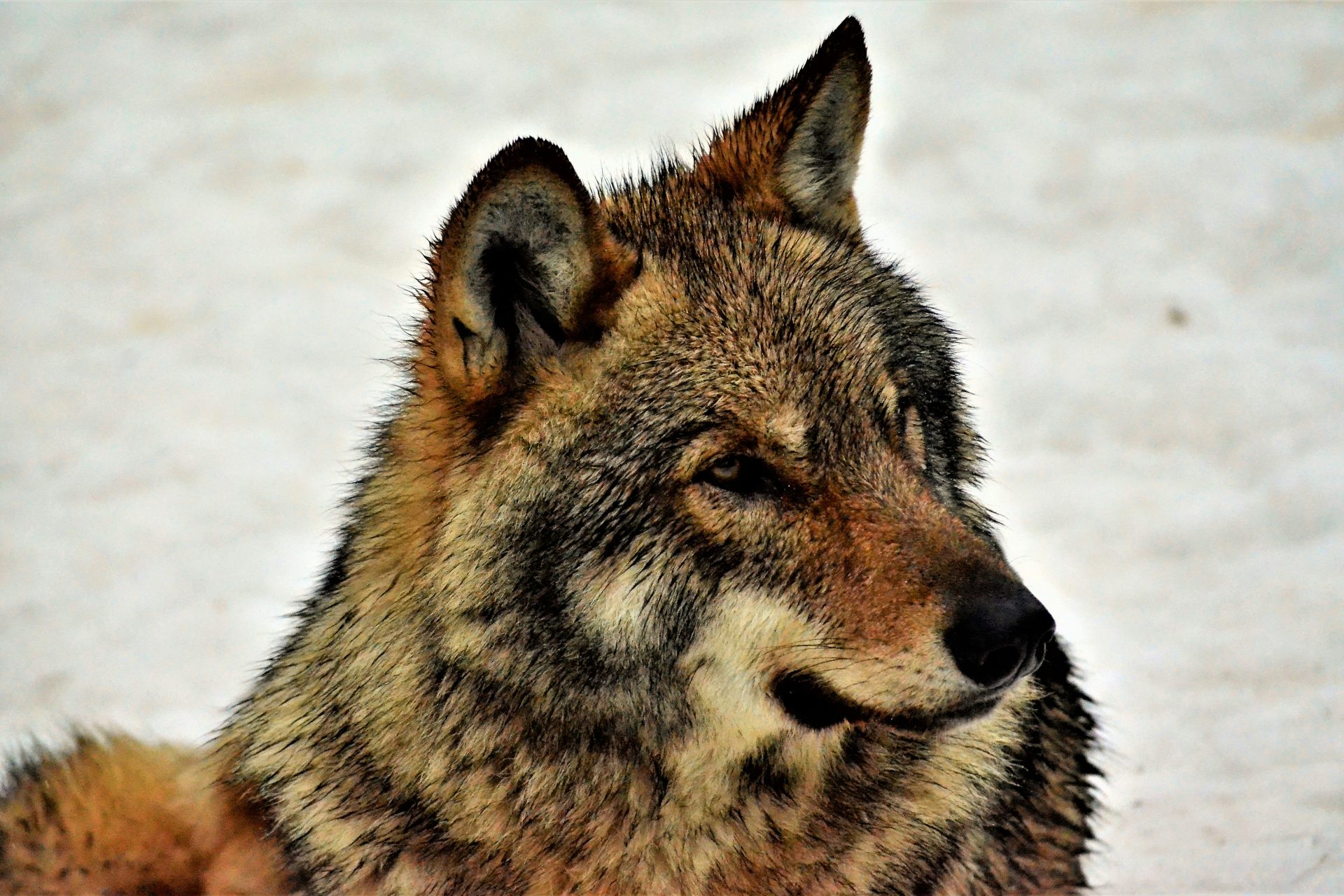 How Chernobyl's mutant wolves could be the key to fighting cancer