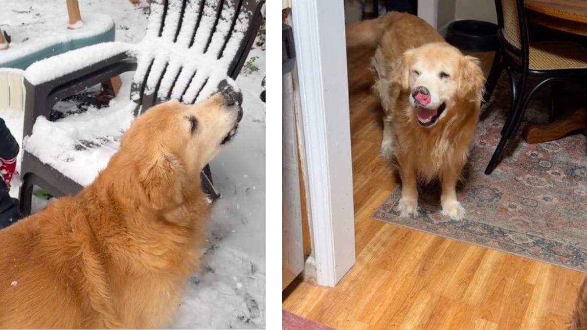 laatste momenten in de sneeuw voordat deze golden retriever sterft: momenten van puur geluk (video)