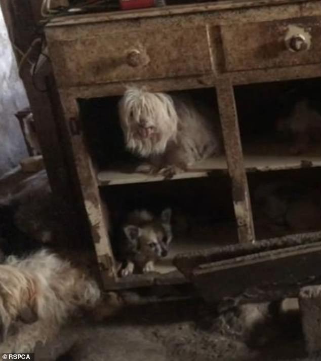 more than 100 sick pets found in 'house of horrors' puppy farm - as the despicable dog breeders learn their fate