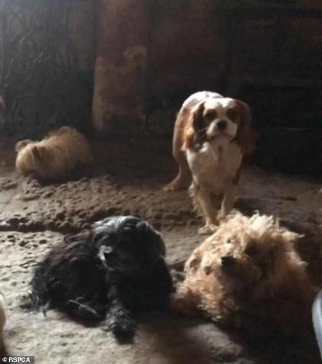 more than 100 sick pets found in 'house of horrors' puppy farm - as the despicable dog breeders learn their fate