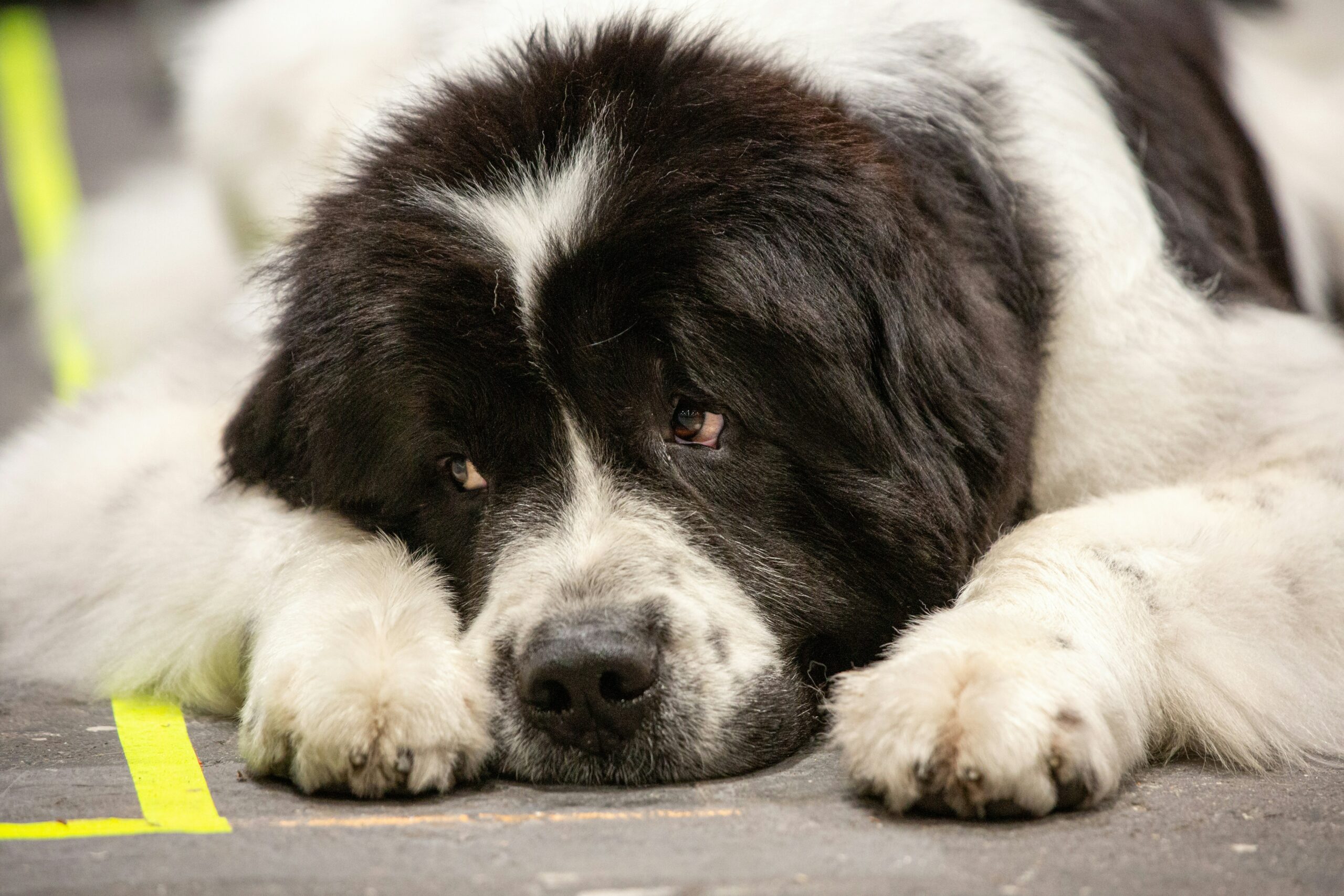 15 Dog Breeds That Slobber the Most