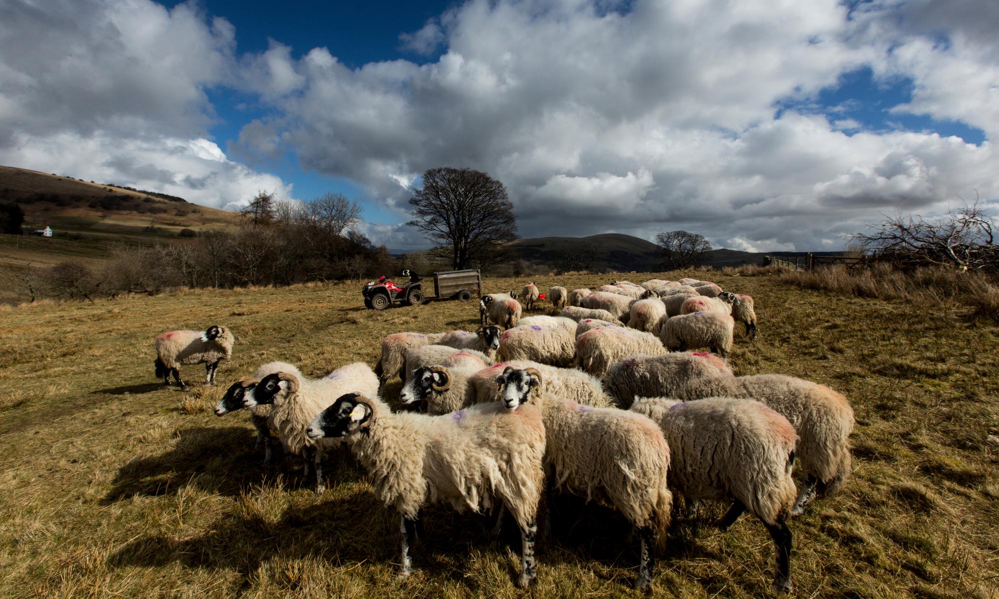 defra officials buried analysis showing dire financial prospects for hill farmers