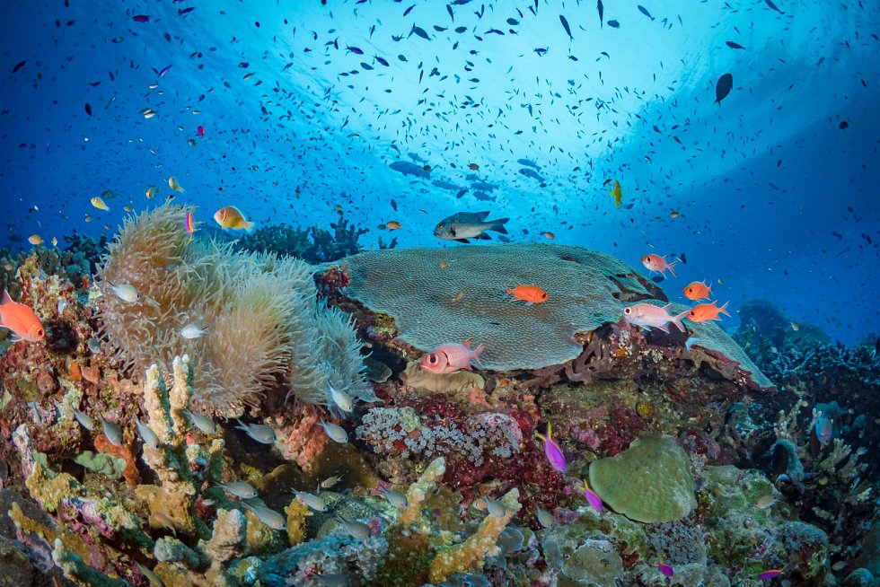 to vědci nečekali. satelitní snímky odhalily skutečnou tvář korálových útesů