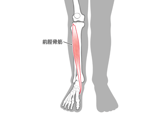 つま先を持ち上げるときは、前脛骨筋が主に働く。出典：イラストAC