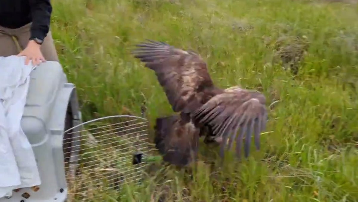moment golden eagle released back into wild after two weeks at rescue centre