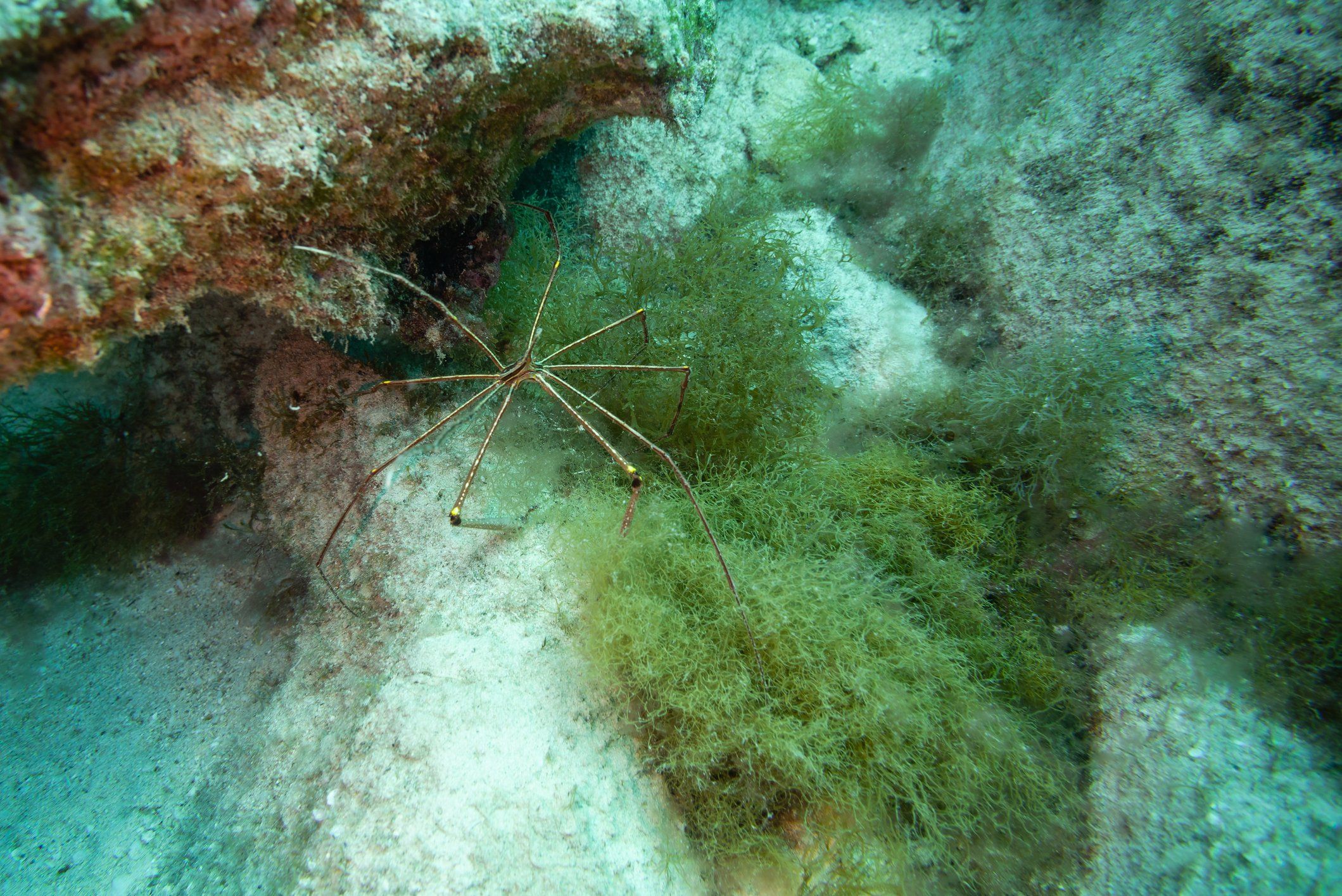 scientists finally uncover mystery behind giant antarctic sea spiders
