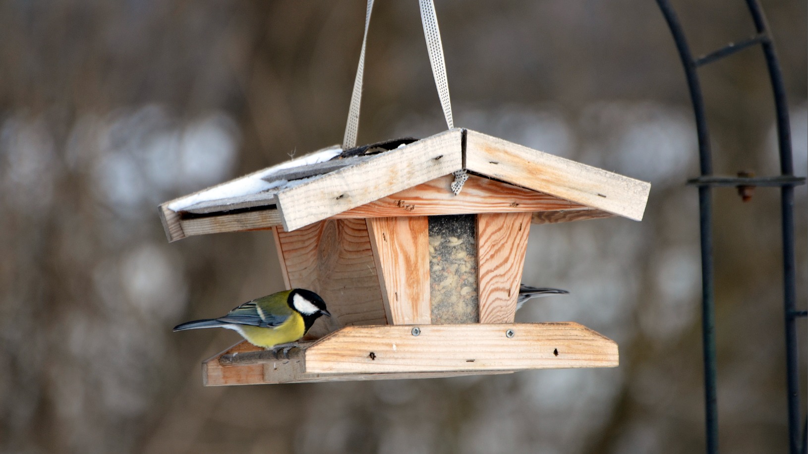 vogelbescherming: 'voederplank voor vogels in tuin kan gevaarlijk zijn'