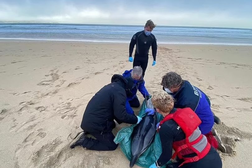 rare striped dolphin that dies after washing up on beach is 'climate change casualty'