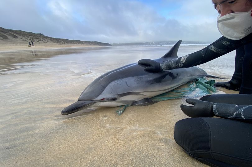 rare striped dolphin that dies after washing up on beach is 'climate change casualty'
