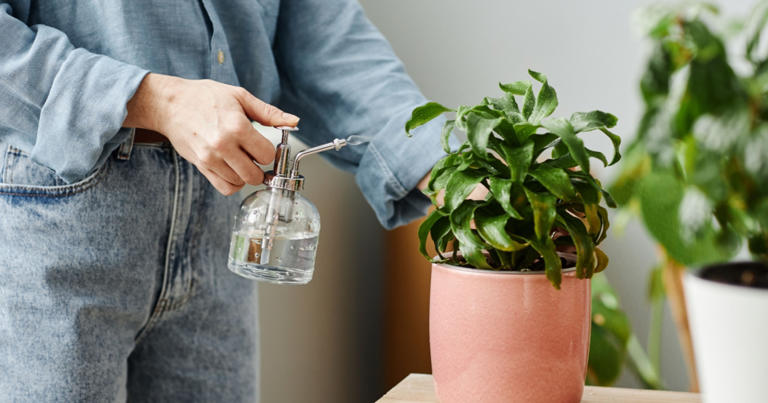 Beat Mold Naturally with These 5 House Plants