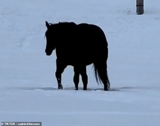 mind-boggling optical illusion video of a horse walking through a field leaves viewers baffled - as they struggle to figure out if it's walking toward or away from the camera... so, can you figure it out?