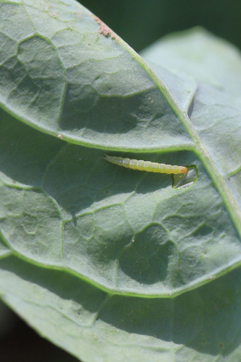 How to control cabbage moth and cabbage butterfly in the garden