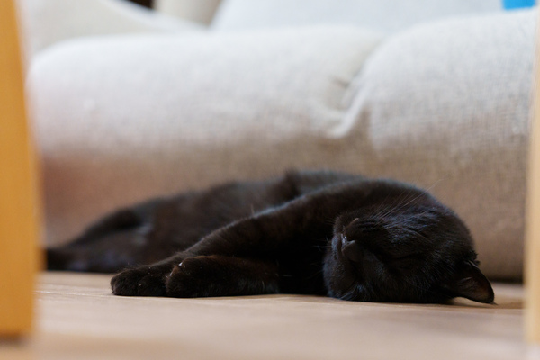 amazon, 噛んだり、テレビを見たり、眠ったり……うちの黒猫ミルならではの瞬間を狙ってみた