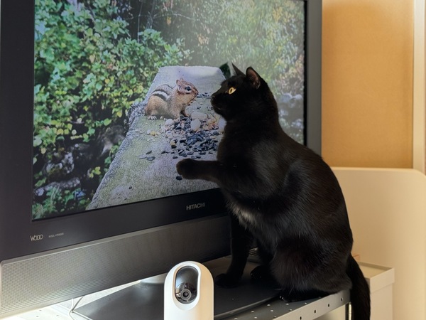 amazon, 噛んだり、テレビを見たり、眠ったり……うちの黒猫ミルならではの瞬間を狙ってみた
