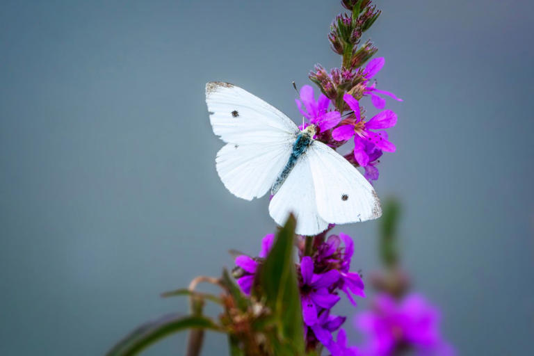 How To Control Cabbage Moth And Cabbage Butterfly In The Garden