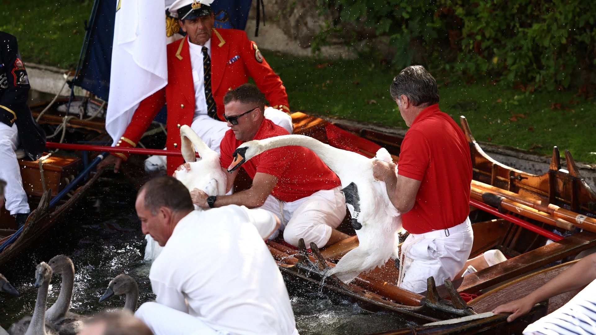 <p>                     No, this royal tradition isn't quite as bizarre as it sounds! The annual swan 'upping' sees a group of people – led by The King's Swan Marker – travel through the River Thames on row boats, checking the health of all the swans they come across, and ensuring that none are injured or unwell.                    </p>                                      <p>                     The King, as monarch, technically owns all unclaimed swans who swim in open water, but livery companies the Vintners and the Dyers also own a portion of the swans on the Thames.                   </p>                                      <p>                     Though this ritual doesn't actually involve a member of the family, it is a process that is overseen by the King's Swan Marker, on the monarch's behalf. The Swan Marker's primary job is to oversee the health of the UK's swans year-round and to educate groups on the conservation of the swan population and their habitats.                   </p>