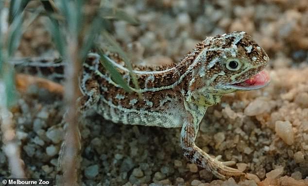 victoria's grassland earless dragon is the tiny reason behind why construction of 300,000 homes has been halted
