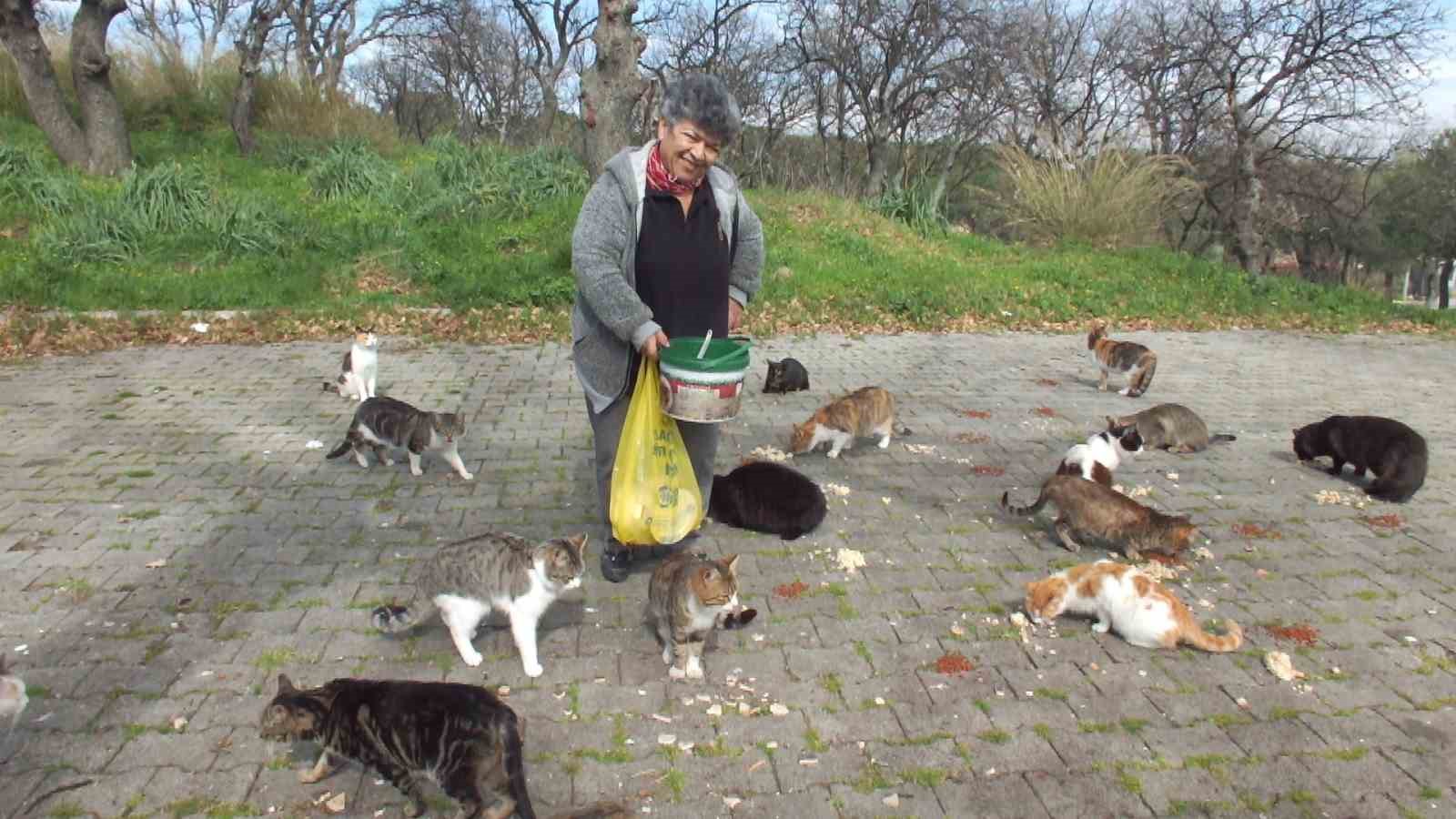 balıkesir’de emekli hemşire 20 yıldır sokak kedilerini besliyor