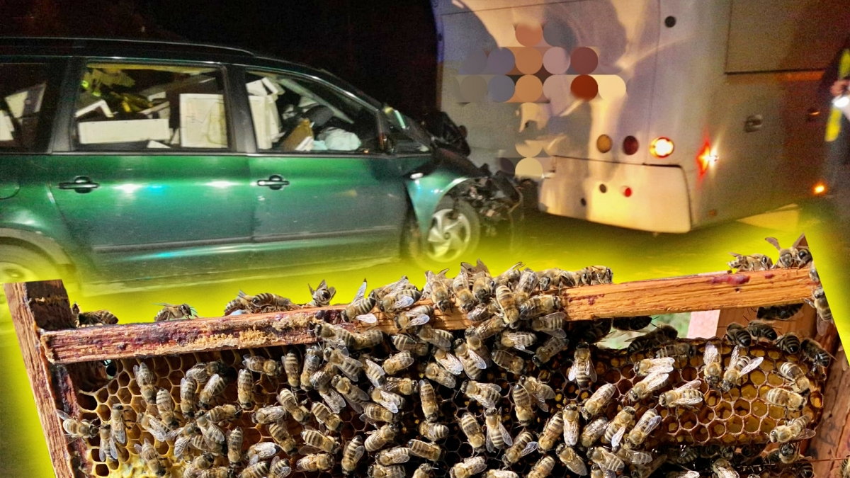 przerażający wypadek pod lubaczowem. rój pszczół zaatakował kierowcę