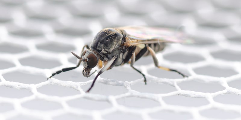 überträgt gefährliche krankheiten - forscher warnen vor verbreitung der kriebelmücke - so können sie sich schützen