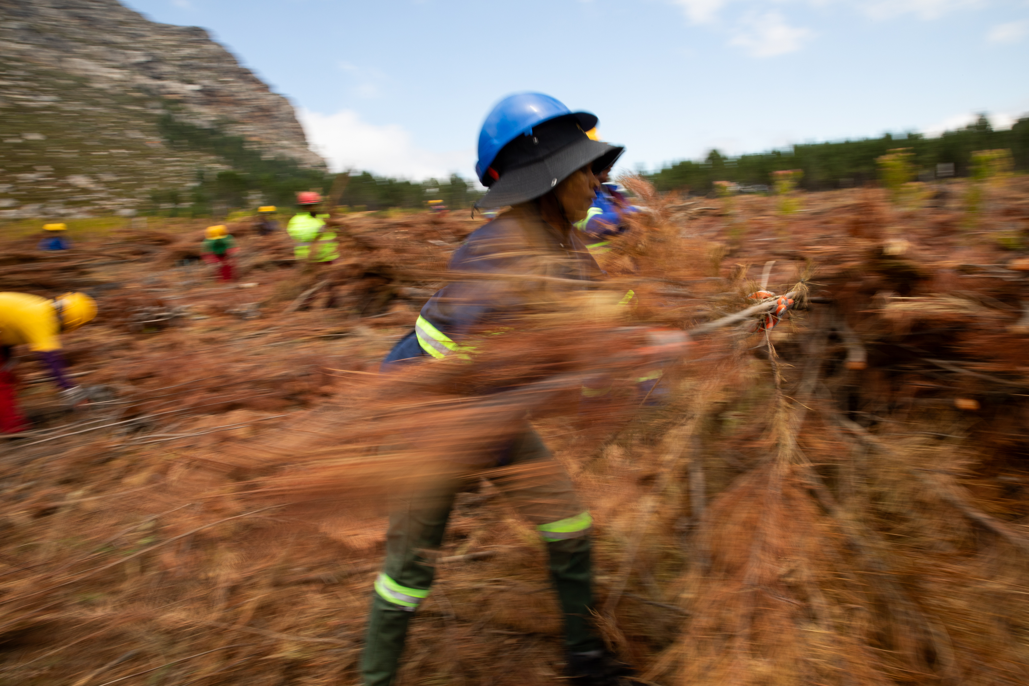 south african city copes with climate change by chopping down trees