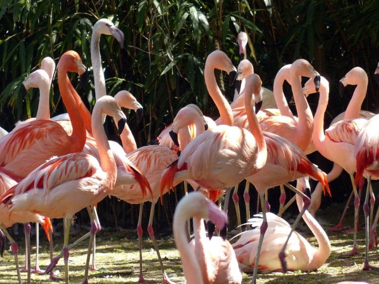 camargue. partagez l’intimité de flamants roses et d’aigrettes au parc ornithologique du pont de gau