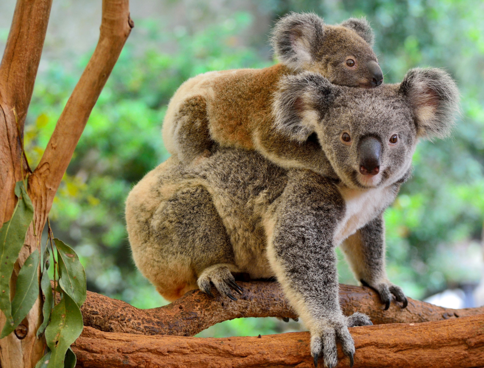 How Animal Moms Carry Their Young