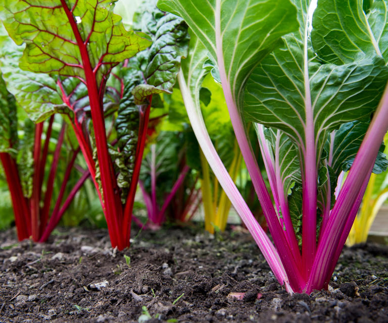 How to grow Swiss chard – tips for prolific and repeated harvests of ...