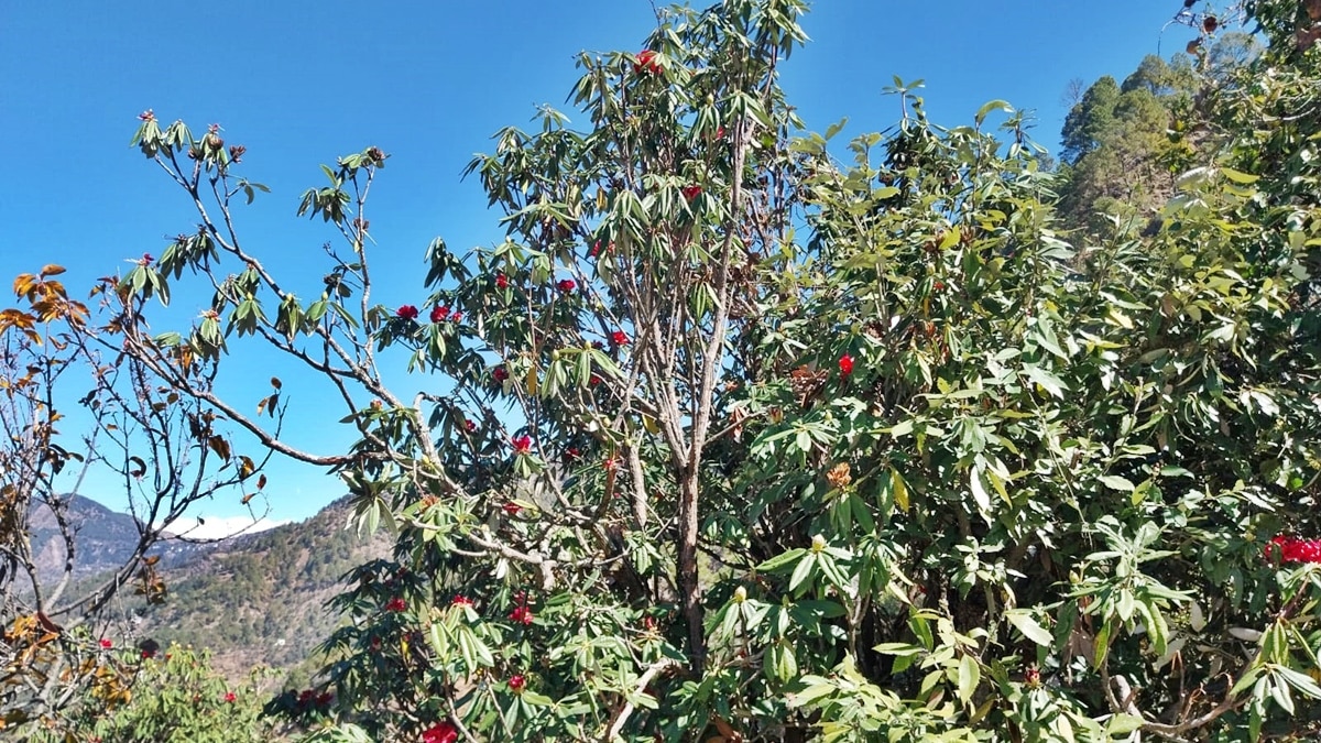 early bloom of uttarakhand's state tree points to hill's impending climate crisis