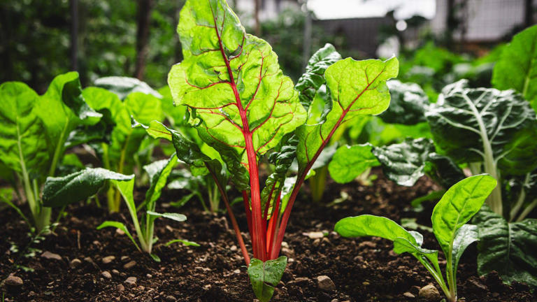 How to grow Swiss chard – tips for prolific and repeated harvests of ...