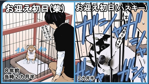 【漫画】新入りのハスキー犬が柴犬と違いすぎる…2匹の子犬時代を描いた漫画に「ようこそ！ハスキー犬沼へ！！」の声