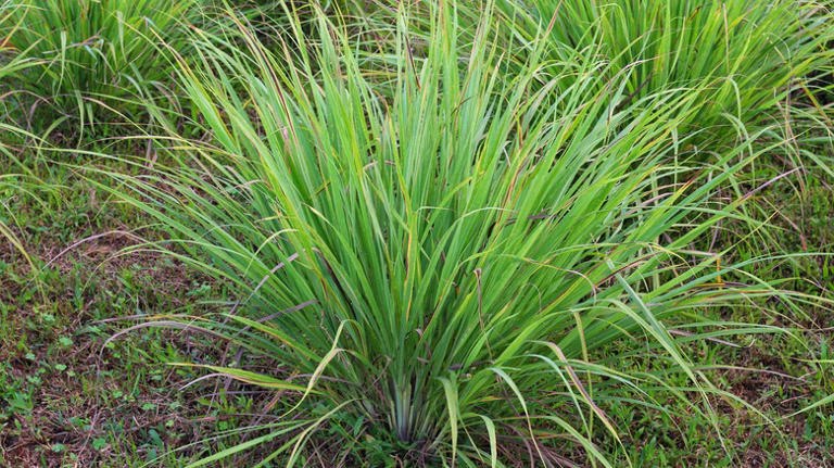 The Plant That Creates An Aromatic And Physical Barrier To Keep Snakes Away